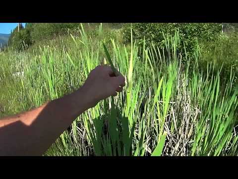 Summer Cattail Harvest