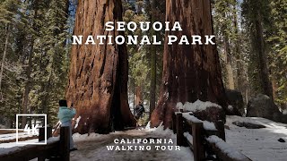California walking tour - Sequoia National Park relaxing 2024 4K
