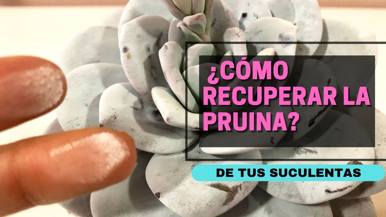 qu-es-la-pruina-y-c-mo-recuperarla-si-has-manchado-tus-suculentas