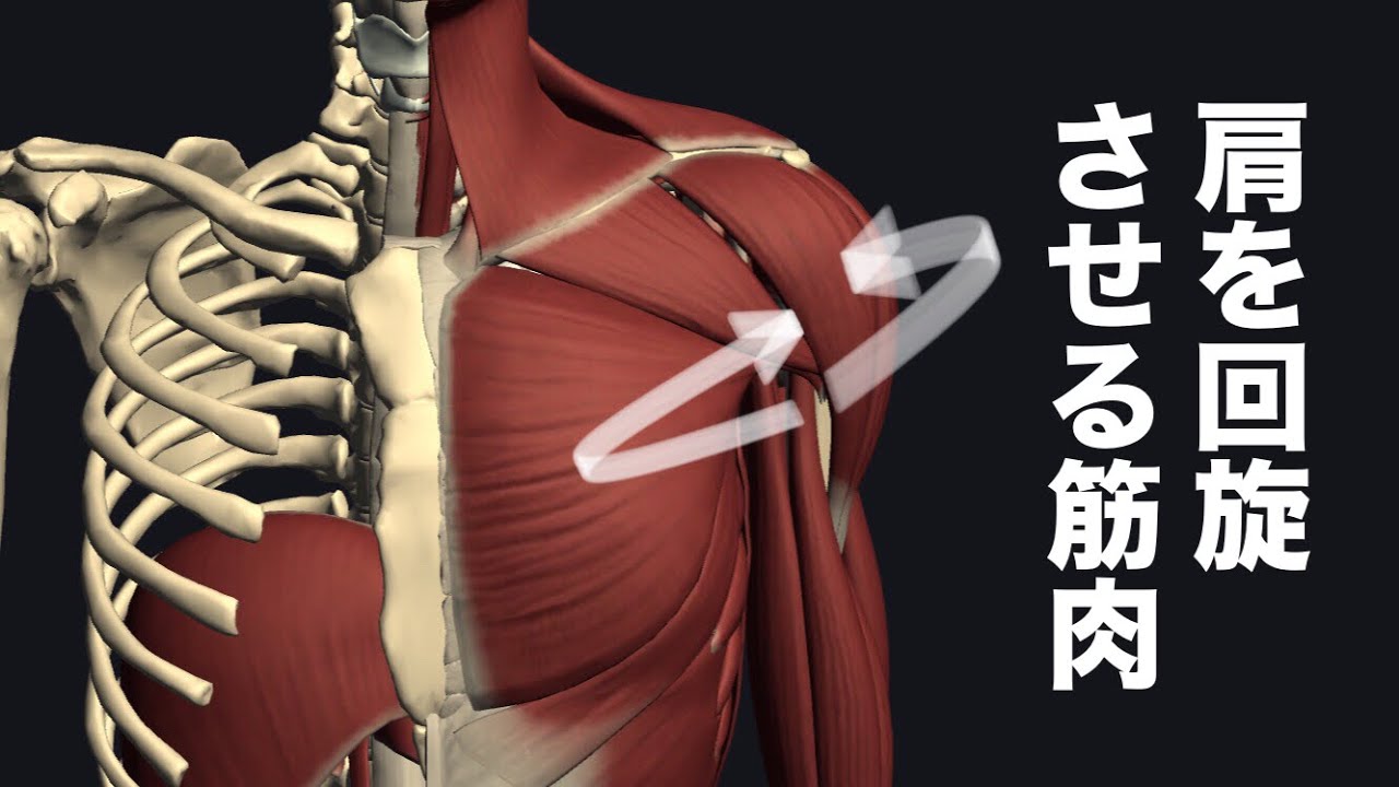 Foto zu 肩を内旋外旋させる筋肉を解説してみた - YouTube 