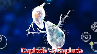 bionix: Daphnia vs Daphnia 2024