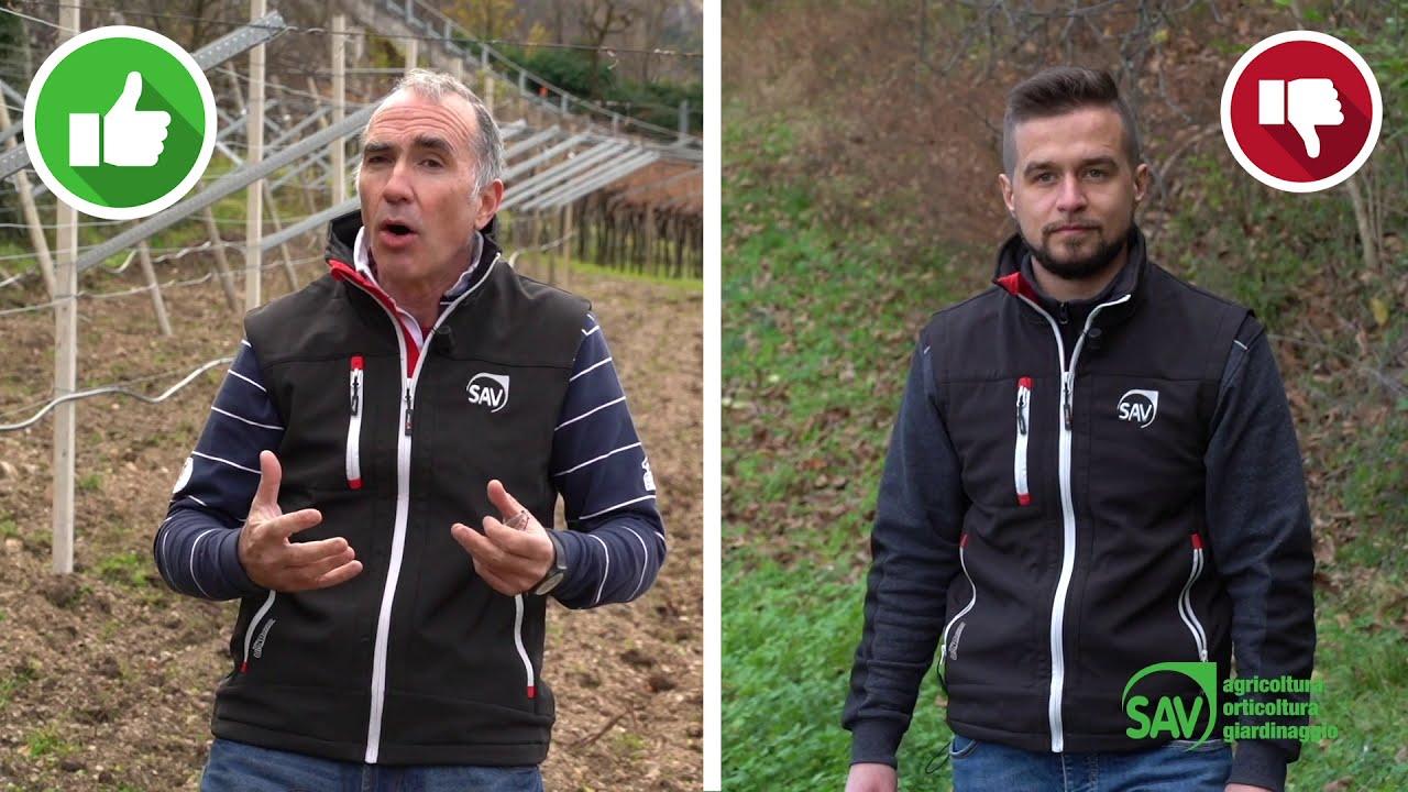 Vigneti e Portinnesti serie M: qual è il più adatto?