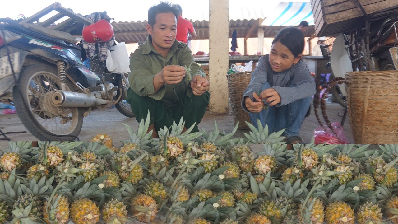 Together with the orphan girl, harvest pineapples to sell at the market ...