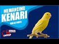 Suara Pancingan Kenari Muda Merangsang Bunyi Agar Cepat Gacor Burung Kenari Asli Mp3 - Mp4 Download