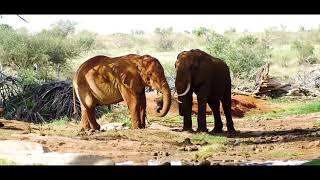 Rediscover the wild at Tsavo East National Park