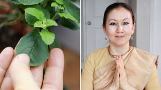 How to take care of Tulasi in USA UPDATED | Holy Basil Plant Tulsi growing in the USA