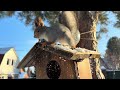 Funny squirrels. Забавные белки пришли подкрепиться.