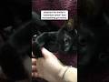 #cat #catlovers #cattips #petlovers #petcare