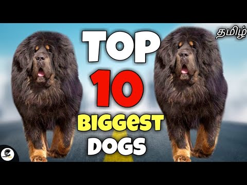 वीडियो: दुनिया के शीर्ष 10 सबसे बड़े कुत्ते
