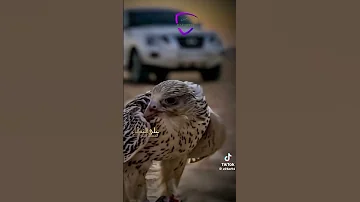 اغنية وتريد اطياحي اسمع يلي 2024 