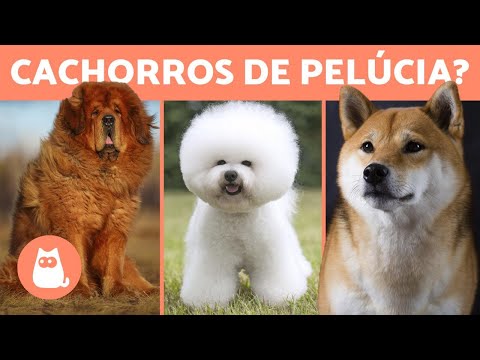 Vídeo: Que Tipo De Cachorros São Chamados De Pelúcia