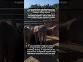 😭💔🙏 Feeding Hope, One Horse at a Time ❤️🐴 Donation link in bio to support 🙏❤️‍🩹