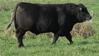 Lot 22 TURIROA 24V924