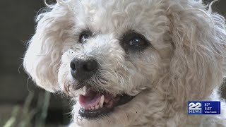 Free and low-cost pet vaccines and supplies drive in Chicopee