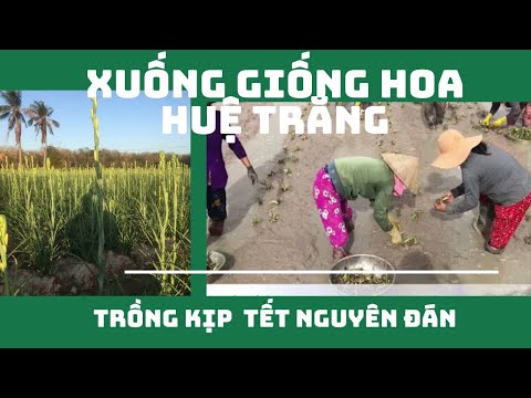 Video: Hoa Huệ đơn điệu