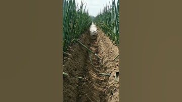 Farm Watering technique #amazing #awesome #shorts