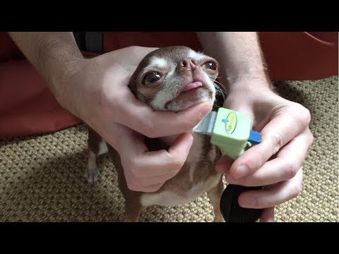 Video: Kuidas Nimetada Chihuahua Koera