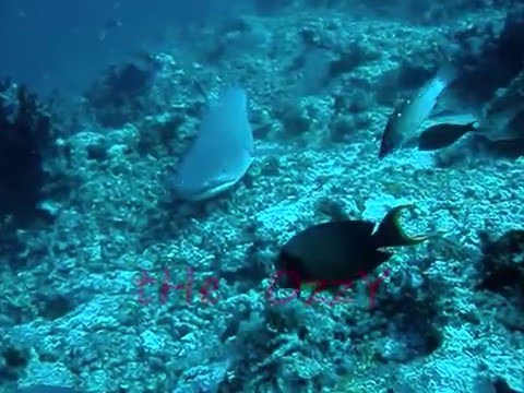 sharks - YouTube