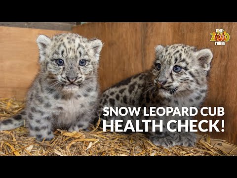 Snow Leopard Cub HEALTH CHECK!