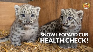 Snow Leopard Cub HEALTH CHECK! | One Zoo Three