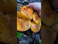 #mushroom #新鲜采摘 #harvest #きのこ #food