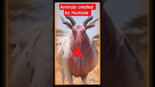 Rare Animals Created by Humans #GeneticEngineering #BioEngineering #trollface #fyp #HybridAnimals