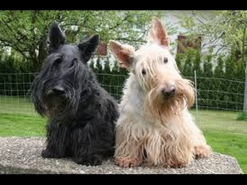 Video: Raza De Perro Scottish Terrier Hipoalergénico, Salud Y Vida