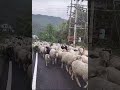 Gaddi culture and tradition, Gaddi dogs in Himalayan shepherding, #Himachali #youtubeshorts #sheep