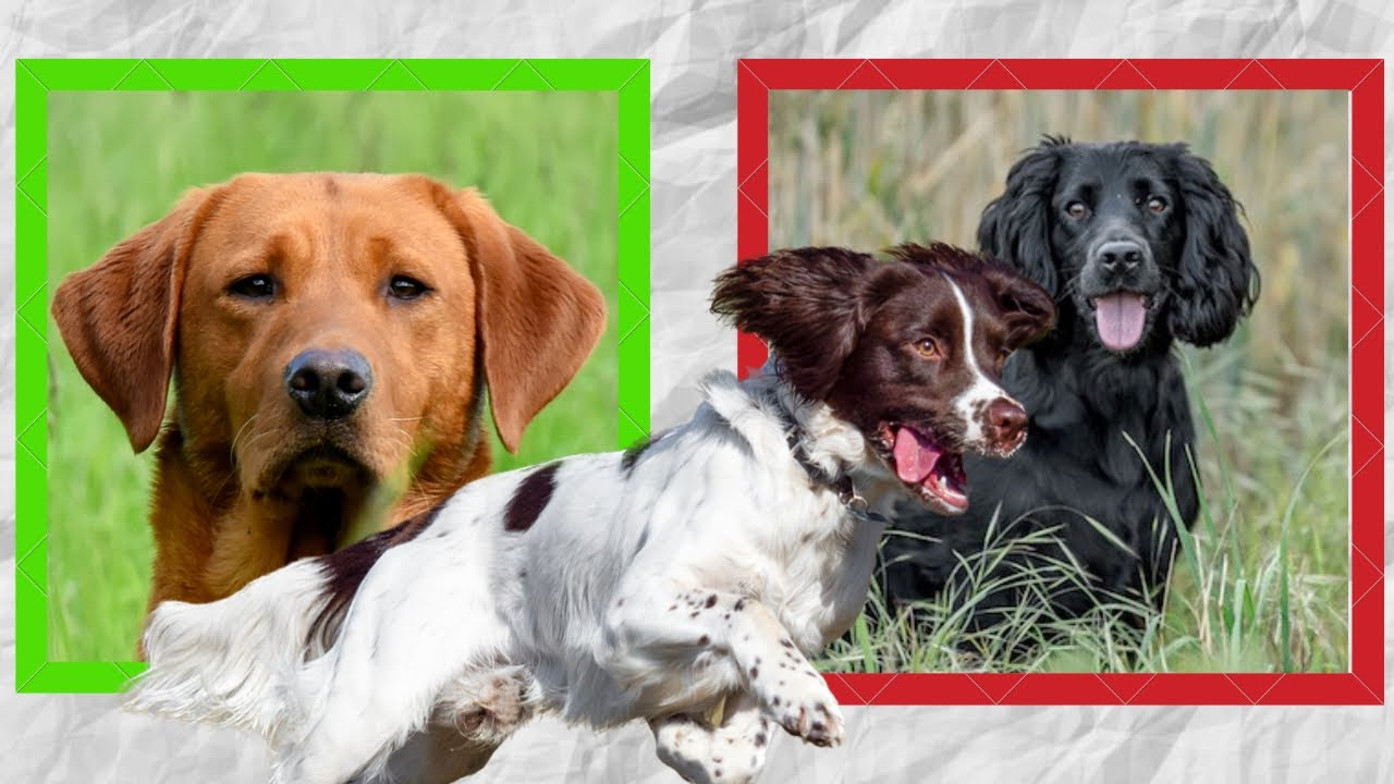 don-t-buy-a-cocker-do-buy-a-springer-definitely-buy-a-labrador