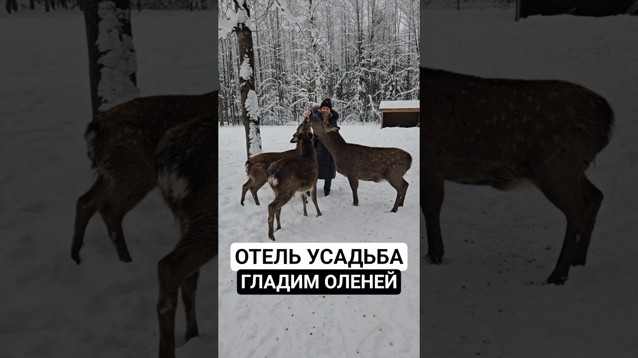 😍😍Арт-усадьба Веретьево в Подмосковье. Тут можно отдохнуть в отеле, погладить оленей, перезагрузится
