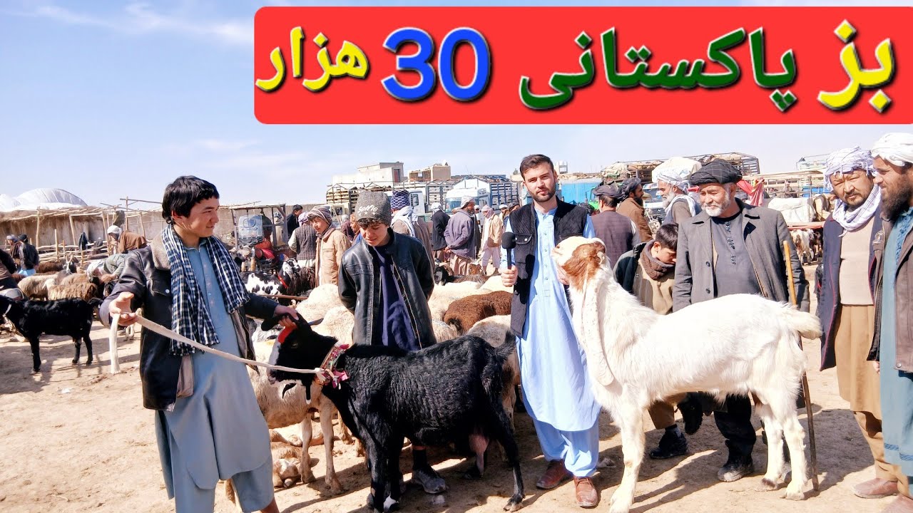 گزارش حیات الله: از بز های پاکستانی وطنی گوسفند بره بز گوهای های زراعتی مال بازار مزار #afghanistan