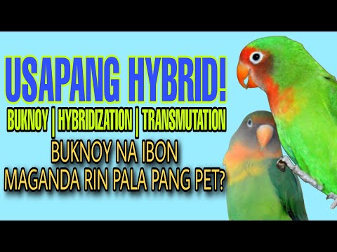 Video: Ano ang ibig sabihin ng hybridity?