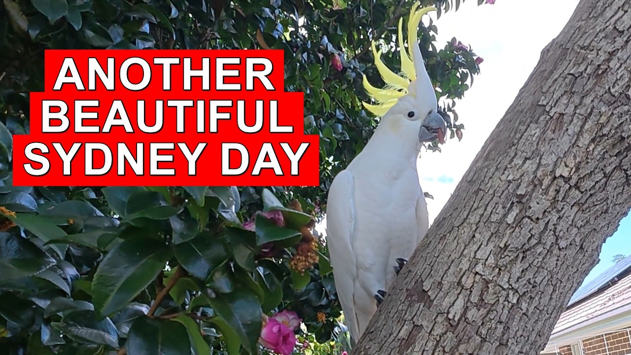 Another Beautiful Sydney Day | Three Cockatoos 🦜☀️