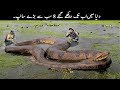8 Biggest Snakes Ever Found on Planet Earth | TOP X TV