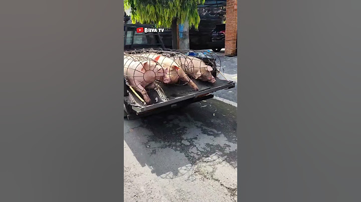 dasar babi 🐷🐷🐷🙈