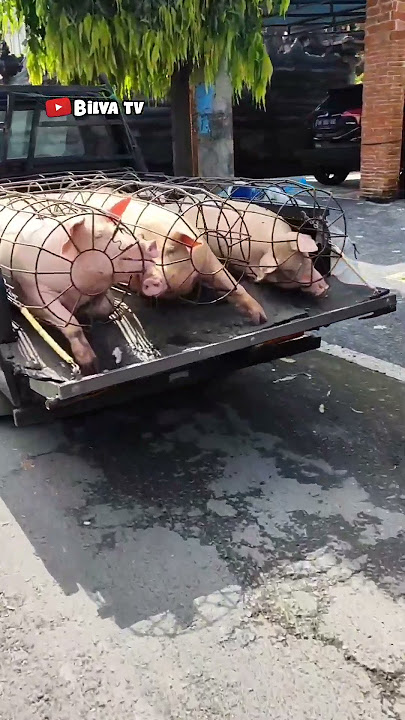 dasar babi 🐷🐷🐷🙈