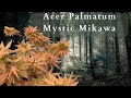 The enchanting beauty of acer palmatum mystic mikawa japanese maple