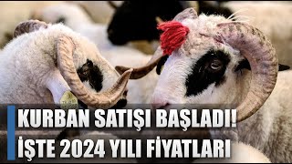 Kurbanlık Satışları Başladı! İşte 2024 Yılı Kurbanlık Fiyatları! / AGRO TV HABER