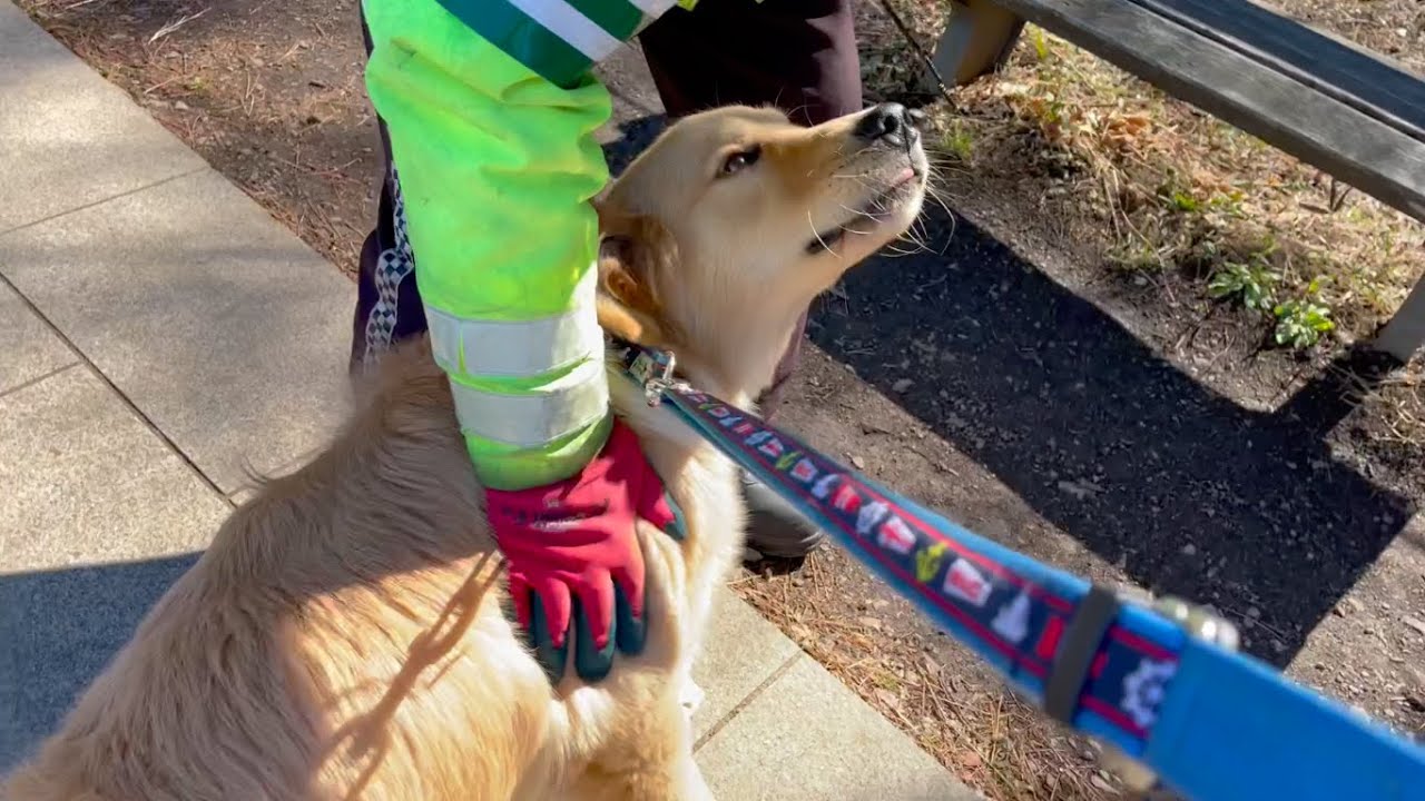 お仕事中の警備員さんに 構ってアピールをする犬 Youtube