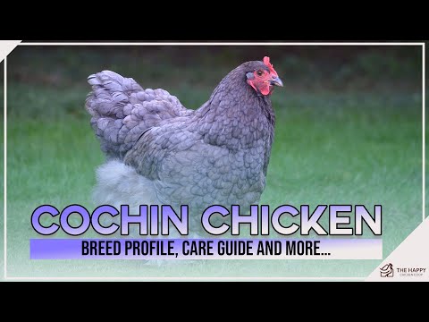 Video: Wanneer beginnen cochins met leggen?