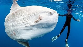 НЕРЕАЛЬНО БОЛЬШИЕ ЖИВОТНЫЕ, В СУЩЕСТВОВАНИЕ КОТОРЫХ СЛОЖНО ПОВЕРИТЬ! Тедди в шоке! Рекорды Гиннеса НЕРЕАЛЬНО БОЛЬШИЕ ЖИВОТНЫЕ, В СУЩЕСТВОВАНИЕ КОТОРЫХ СЛОЖНО ПОВЕРИТЬ! Тедди в шоке! Рекорды Гиннеса