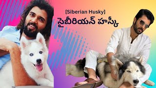 Why సైబీరియన్ హస్కీ/Siberian Husky is Popular...? History - Most familiar dog.