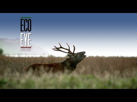 Red Sika Deer At Killarney National Park Youtube