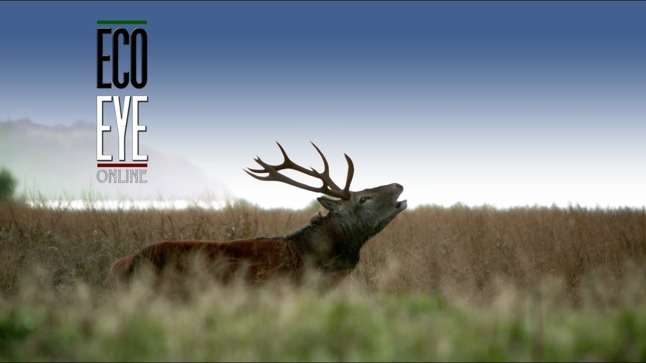 Red Sika Deer At Killarney National Park Youtube