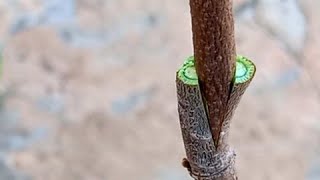 طريقة تطعيم شجرة القشطة Cream tree grafting