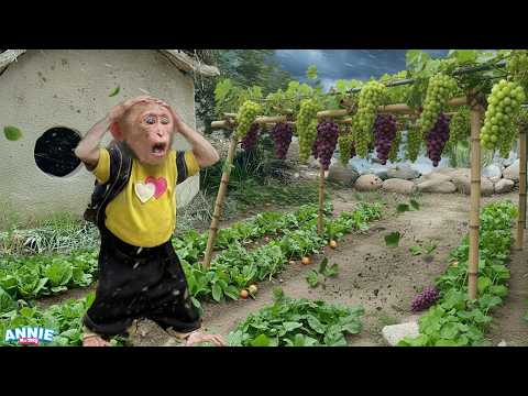 Oh no! Monkey Annie suddenly faces a crazy strong wind after school
