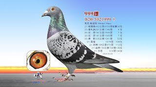 【歐洲特賣會】B20-5021999
