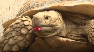 Yuk Budidaya Kura Kura Sulcata | RAGAM INDONESIA (14/06/22)