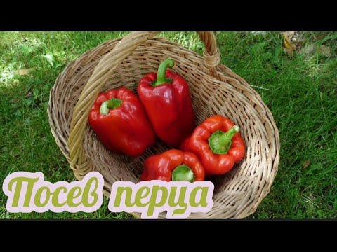 Сажаем Сладкий Перец НА Рассаду | Сроки посева, подготовка семян | методы пробуждения семян и посева