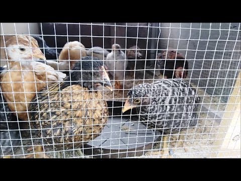 👧🏼 Hens - VLOGS : #463👨🏼‍🎓🎓 